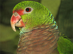 Фото Винногрудый амазон