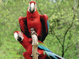 Зеленокрылый ара Зеленокрылый ара