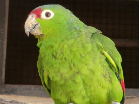 Фото Колумбийская аратинга