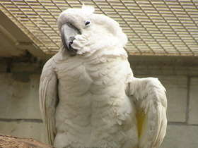 Фото Большой белый какаду
