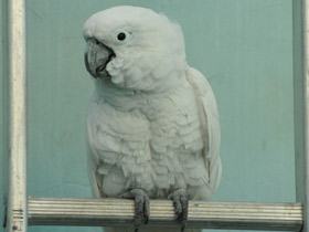 Фото Большой белый какаду