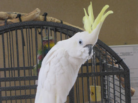 Фото Большой желтохохлый какаду