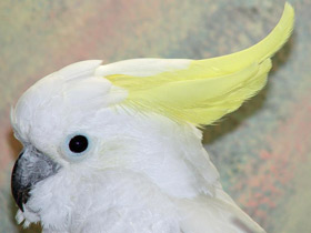 Фото Большой желтохохлый какаду