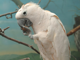 Молуккский какаду Молуккский какаду