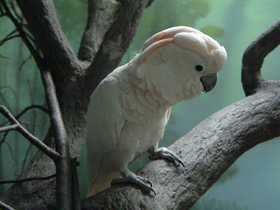 Смотреть фото Молуккский какаду Фото Молуккский какаду