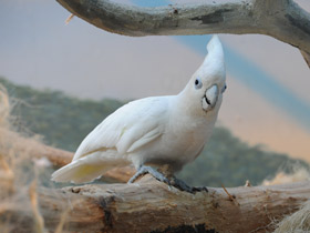 Фото Гологлазый какаду