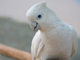 Фото Гологлазый какаду