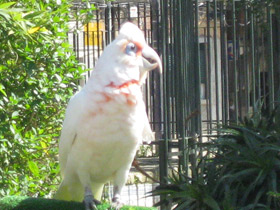 Смотреть фото Носатый какаду Фото Носатый какаду