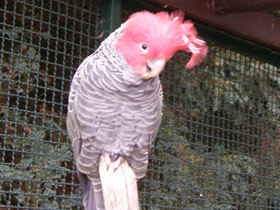 Смотреть фото Шлемоносный какаду Фото Шлемоносный какаду