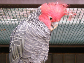 Смотреть фото Шлемоносный какаду Фото Шлемоносный какаду