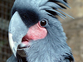 Смотреть фото Пальмовый какаду Фото Пальмовый какаду