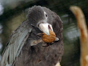 Фото Ваза: черный попугай с мальгашским именем