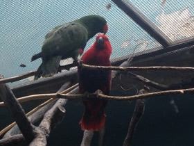 Фото Благородный зелёно-красный попугай