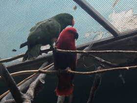 Фото Благородный зелёно-красный попугай