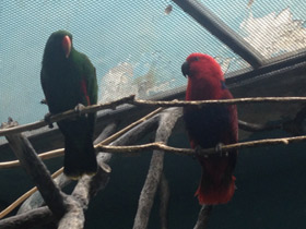 Фото Благородный зелёно-красный попугай