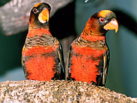 Белоспинный лори Белоспинный лори