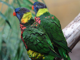 Фото Многоцветный лорикет