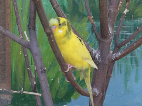 Фото Волнистый попугайчик