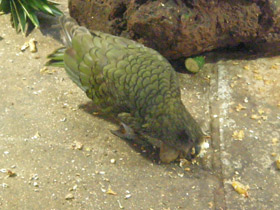 Смотреть фото Кеа Фото Кеа