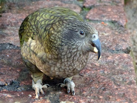Фото Кеа: самый хищный попугай