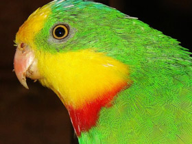 Конголезский длиннокрылый попугай Конголезский длиннокрылый попугай