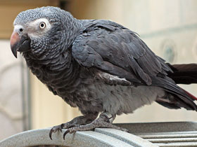 Фото Бурохвостый жако