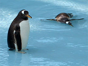 Смотреть фото Папуанский пингвин Фото Папуанский пингвин