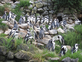 Фото Очковый пингвин