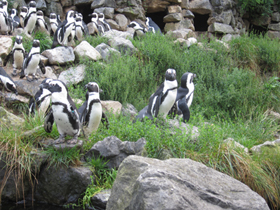 Фото Очковый пингвин