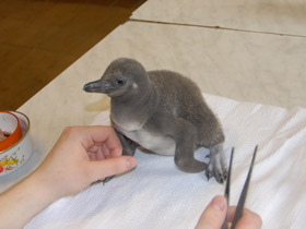 Фото Пингвин Гумбольдта