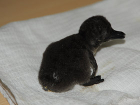 Фото Пингвин Гумбольдта