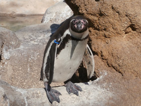 Фото Пингвин Гумбольдта