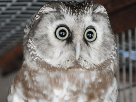 Фото Мохноногий сыч