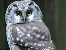 Фото Мохноногий сыч