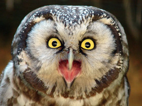 Мохноногий сыч Мохноногий сыч