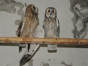 Смотреть фото Болотная сова Фото Болотная сова