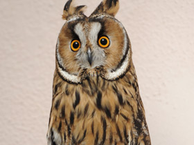 Фото Ушастая сова
