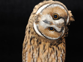 Фото Ушастая сова