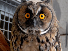 Фото Ушастая сова