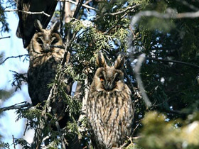 Фото Ушастая сова