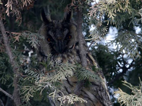 Фото Ушастая сова