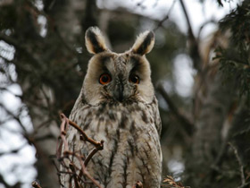 Фото Ушастая сова
