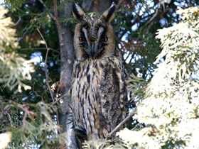 Фото Ушастая сова