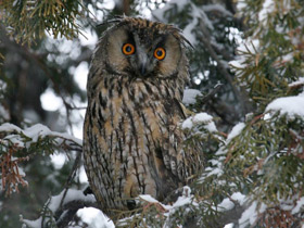 Фото Ушастая сова