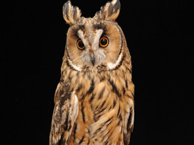 Ушастая сова Ушастая сова