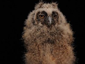 Фото Ушастая сова