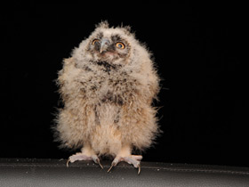 Ушастая сова Ушастая сова