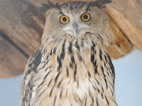 Фото Обыкновенный филин