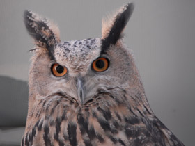 Фото Обыкновенный филин