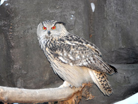 Фото Обыкновенный филин